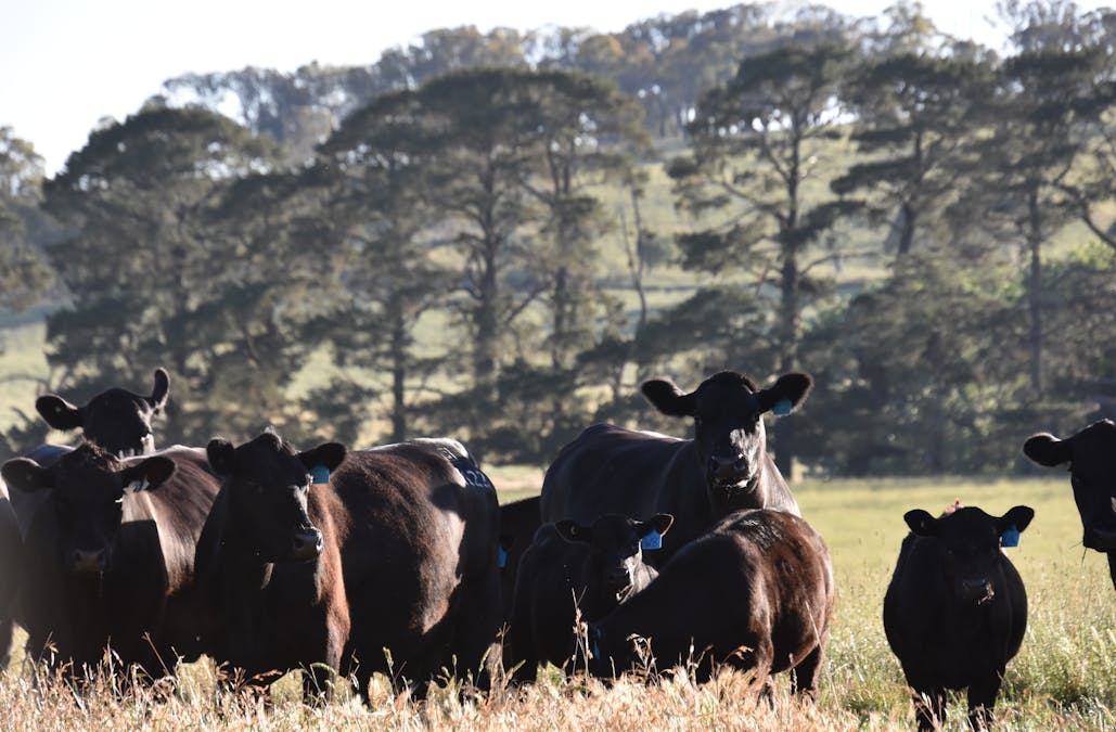 584 Three Brothers Road, Moorilda, NSW, 2795 - Image 23