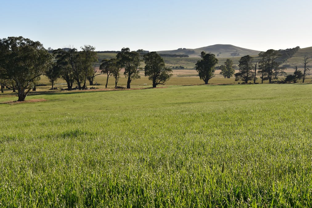 584 Three Brothers Road, Moorilda, NSW, 2795 - Image 27