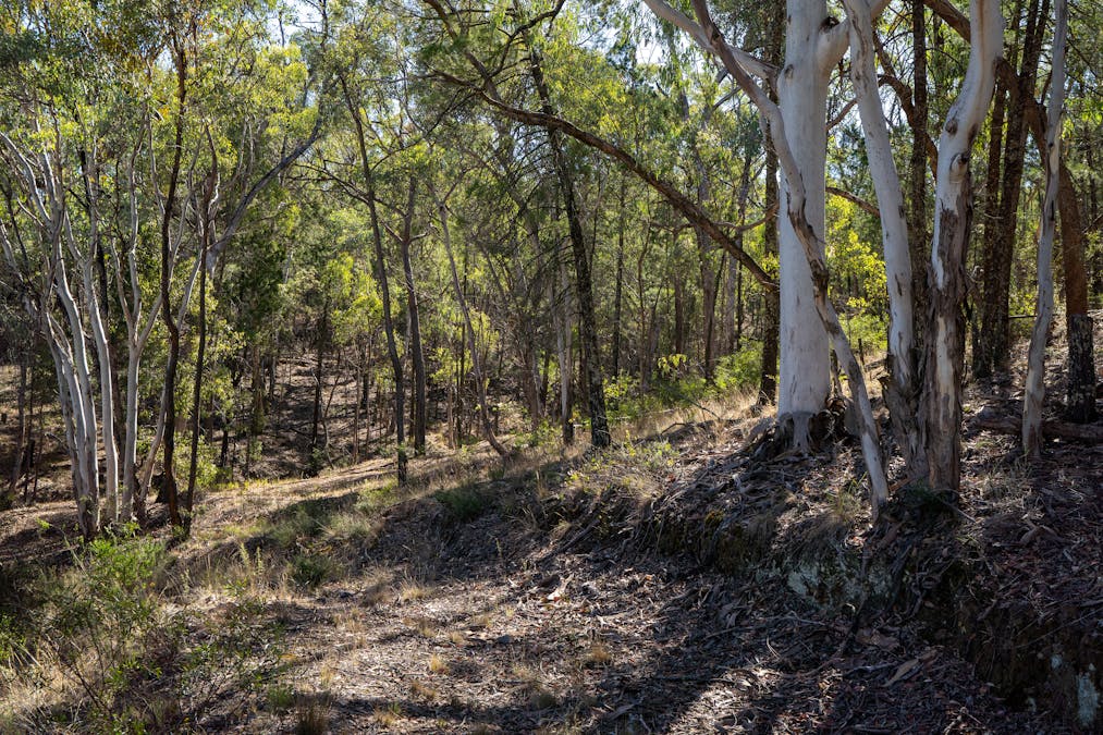 112 Sandy Creek Road, Molong, NSW, 2866 - Image 12