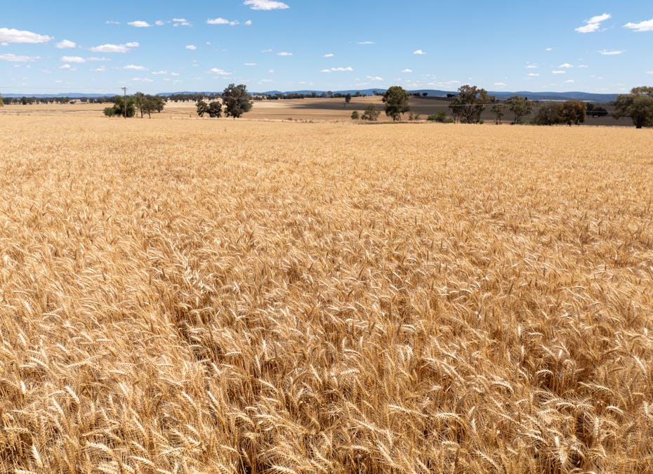 530 Billimari Road, Cowra, NSW, 2794 - Image 9