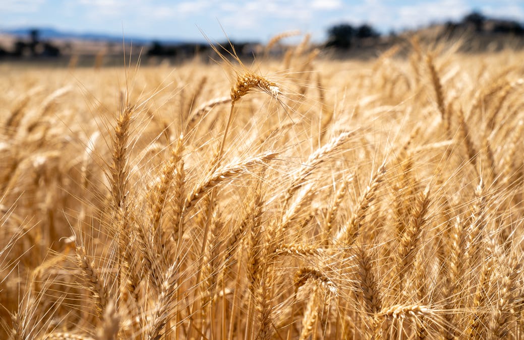 530 Billimari Road, Cowra, NSW, 2794 - Image 13