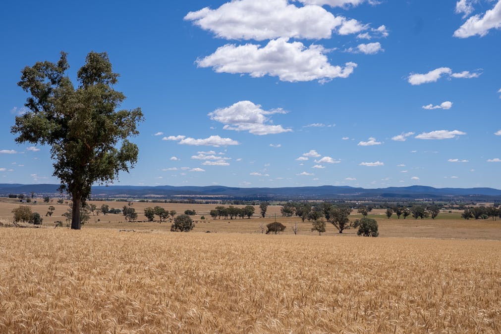 530 Billimari Road, Cowra, NSW, 2794 - Image 4