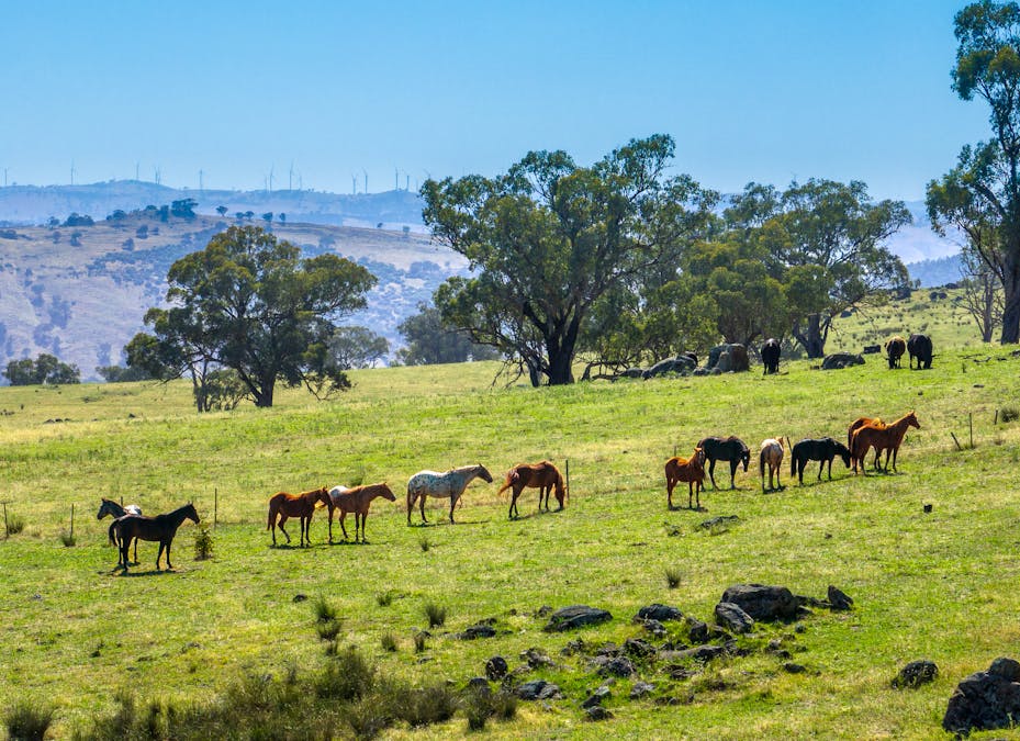 134 Kirribili Road, Canowindra, NSW, 2804 - Image 2