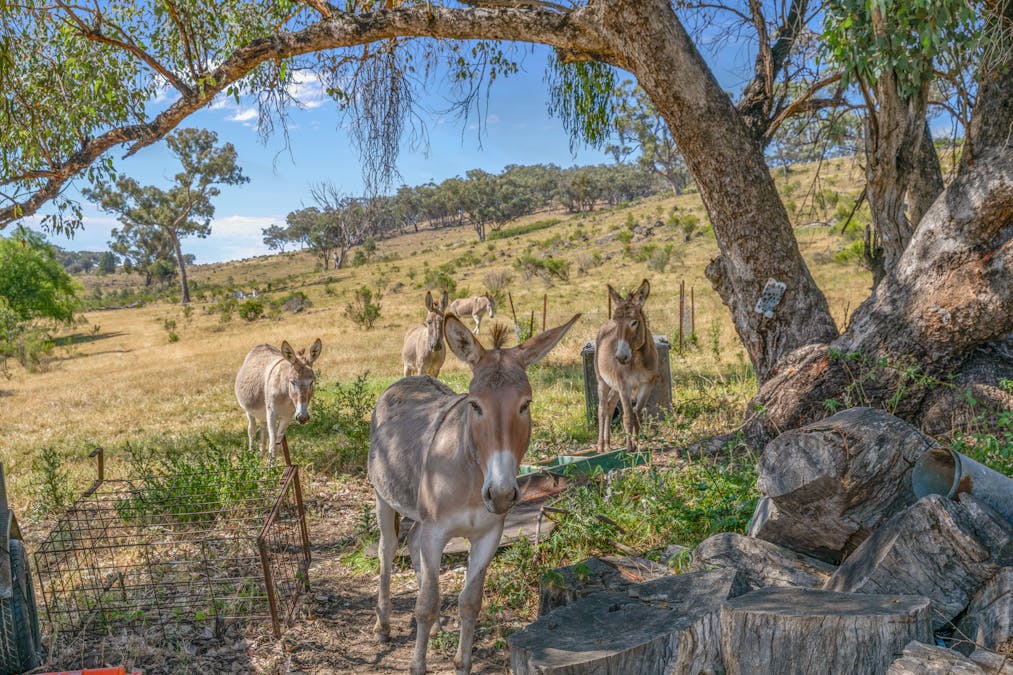 1884 Lower Lewis Ponds Road, Ophir, NSW, 2800 - Image 12