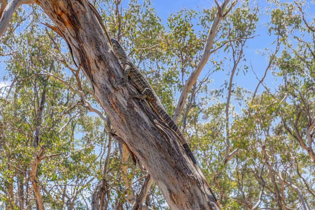 1884 Lower Lewis Ponds Road, Ophir, NSW, 2800 - Image 30