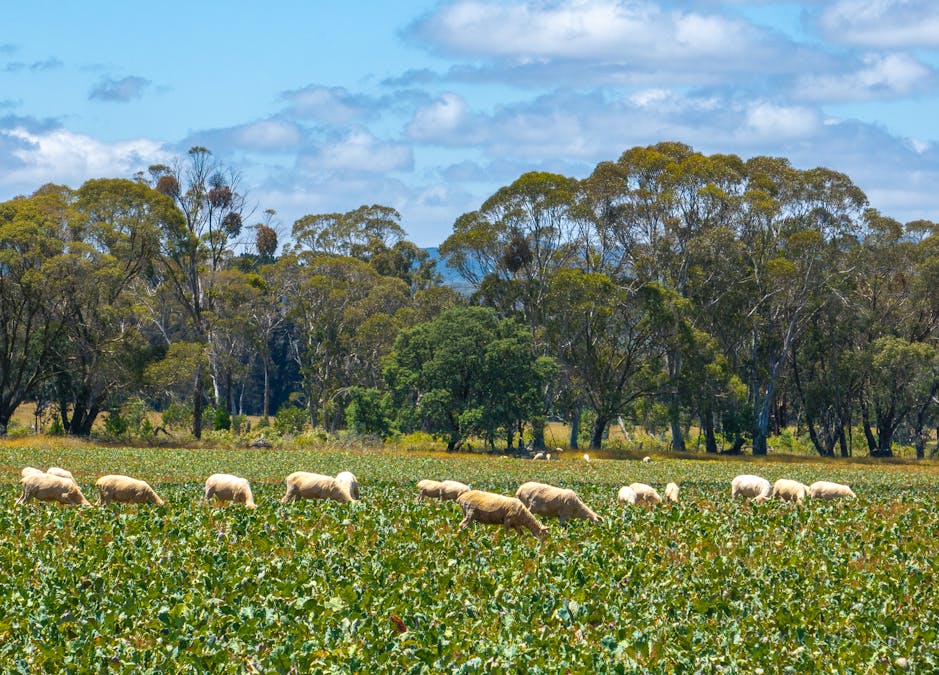 951 Shooters Hill Road, Chatham Valley, NSW, 2787 - Image 3