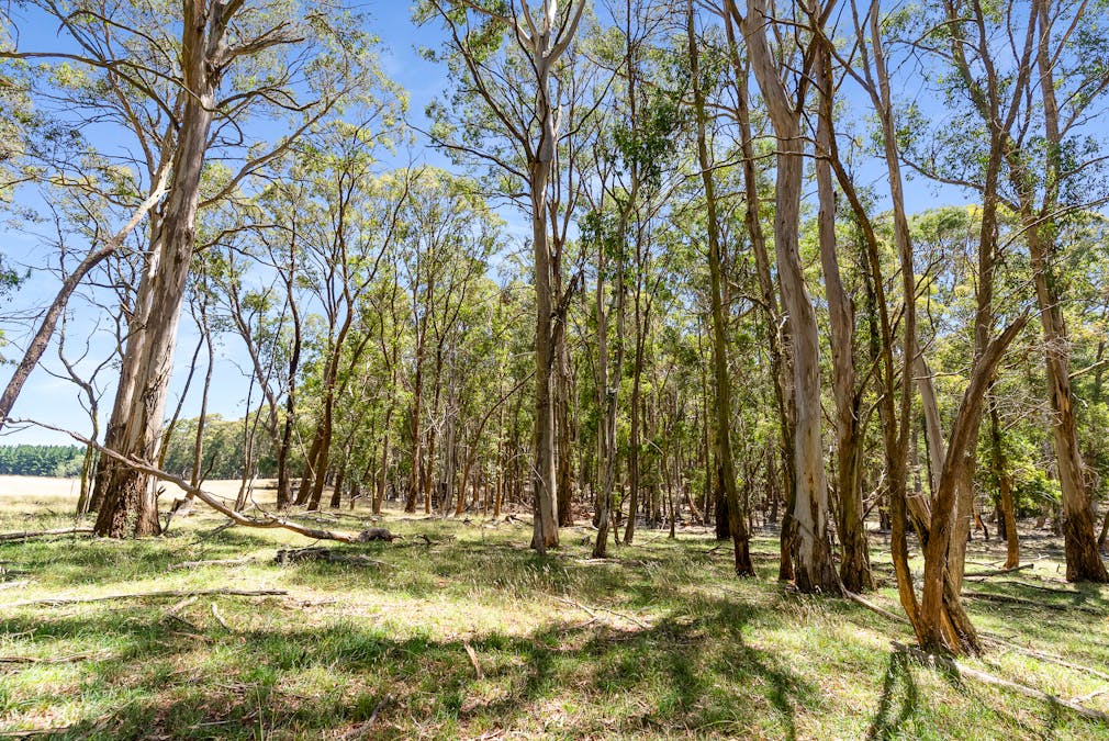 951 Shooters Hill Road, Chatham Valley, NSW, 2787 - Image 33