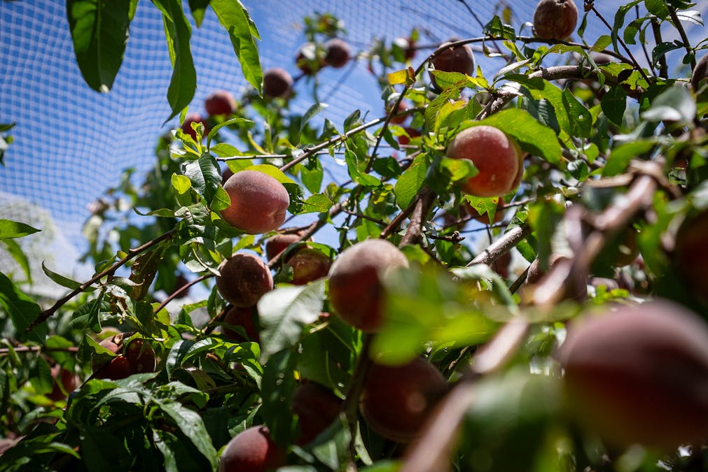 951 Shooters Hill Road, Chatham Valley, NSW, 2787 - Image 35