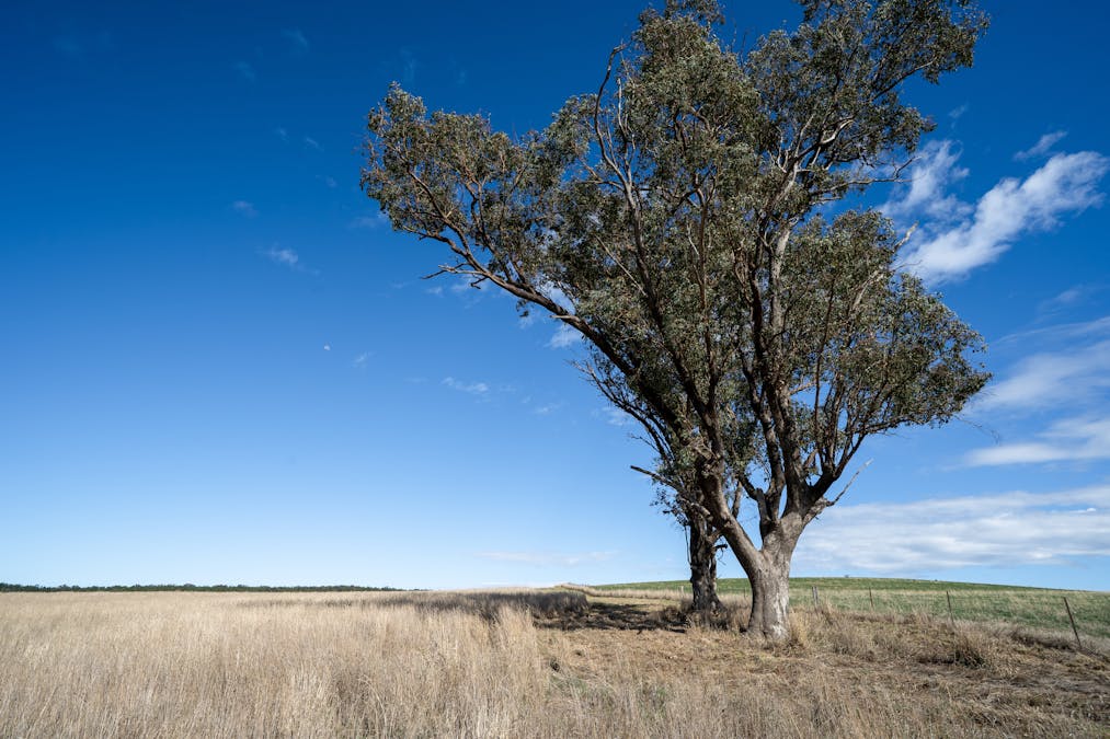 614 Peabody Road, Molong, NSW, 2866 - Image 12