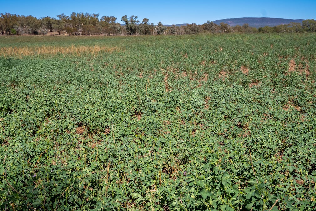 7963 Mitchell Highway, Bakers Swamp, NSW, 2820 - Image 3