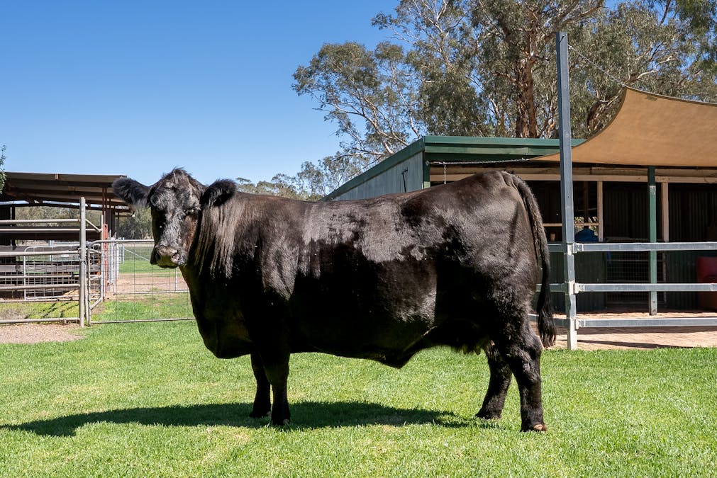 7963 Mitchell Highway, Bakers Swamp, NSW, 2820 - Image 10