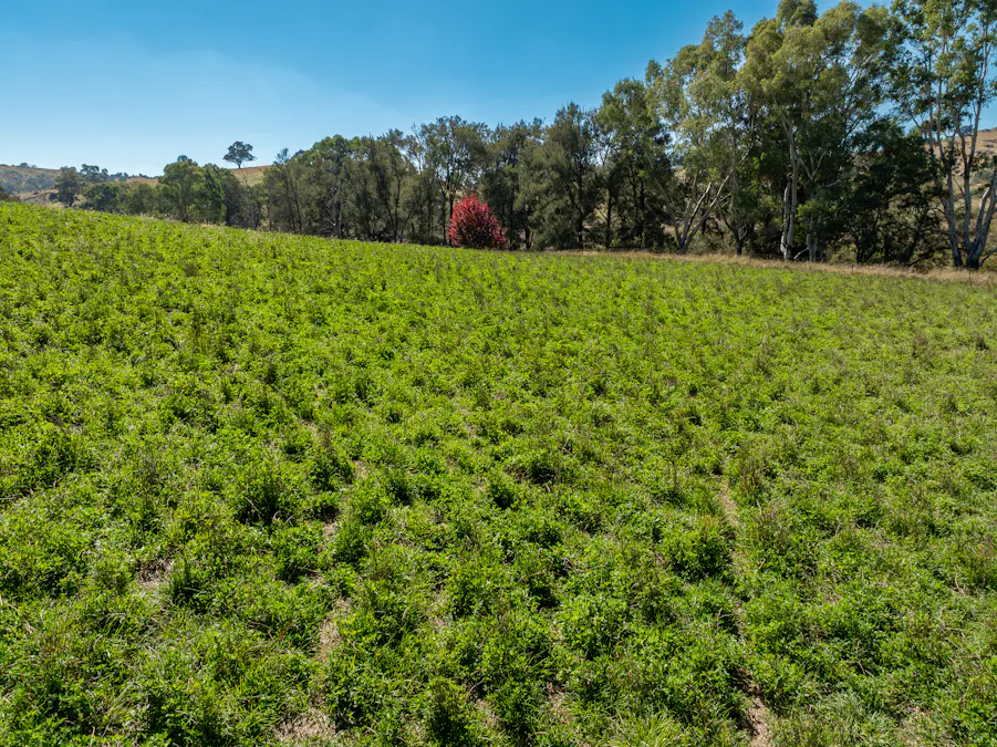 'Angle Burn' 101 Clearview Road, Darbys Falls, NSW, 2793 - Image 2