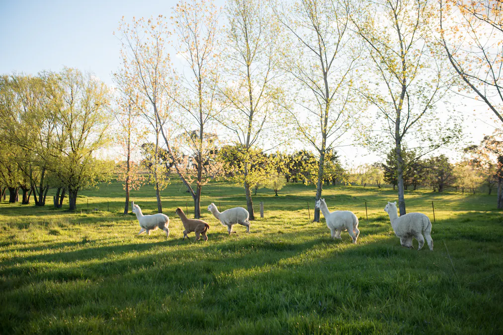 1034 The Escort Way, Orange, NSW, 2800 - Image 20