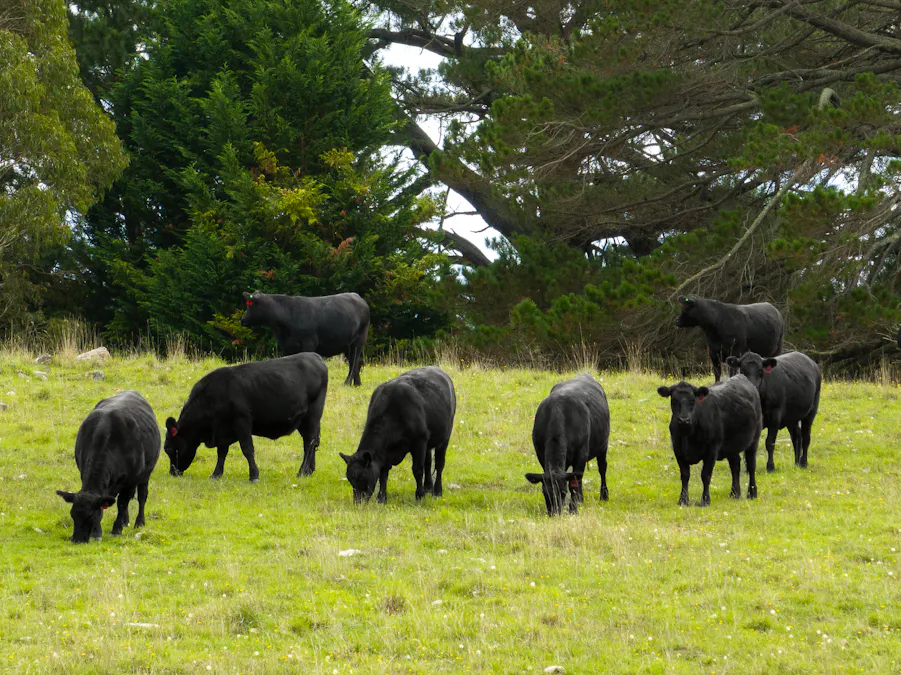 370 Springmount Road, Oberon, NSW, 2787 - Image 25