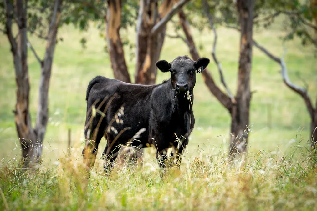 34 Mandurama Road, Mandurama, NSW, 2792 - Image 17