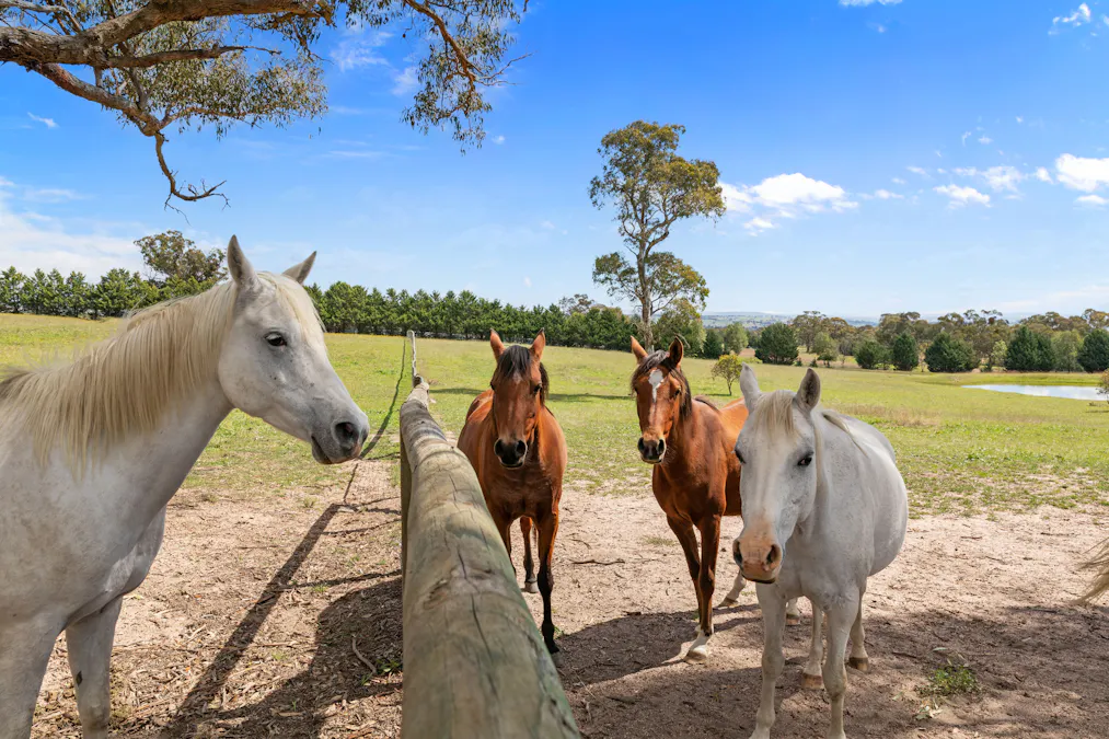 1305 Carlwood Road, O'connell, NSW, 2795 - Image 17