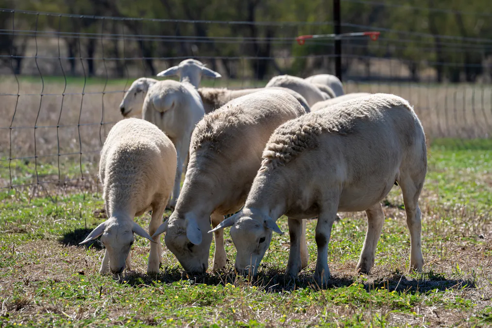 7963 Mitchell Highway, Wellington, NSW, 2820 - Image 4