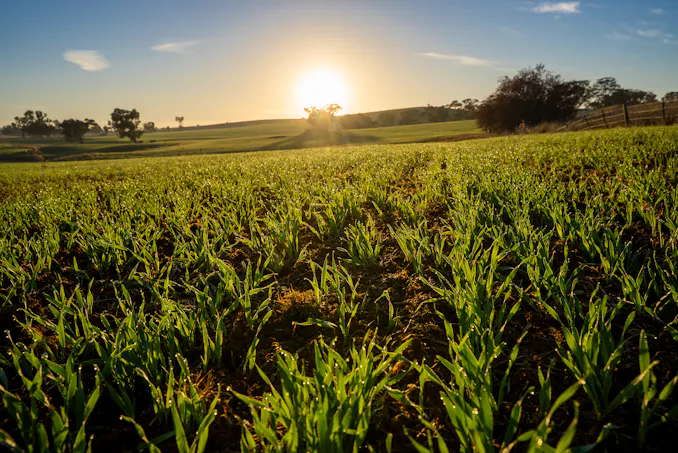 1629 Darby Falls Road, Cowra, NSW, 2794 - Image 1