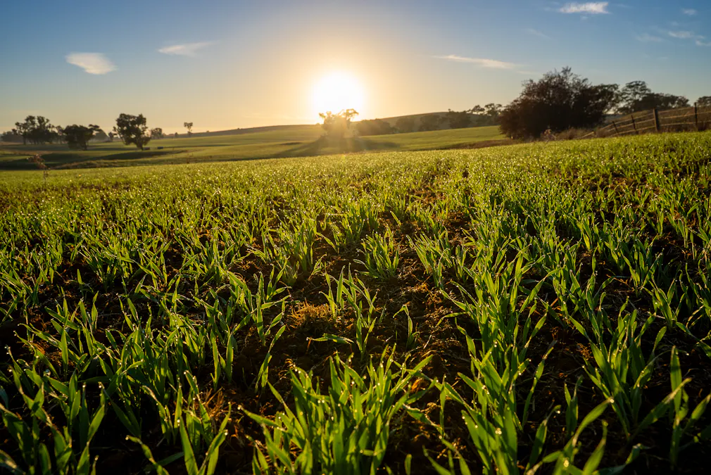 1629 Darby Falls Road, Cowra, NSW, 2794 - Image 1