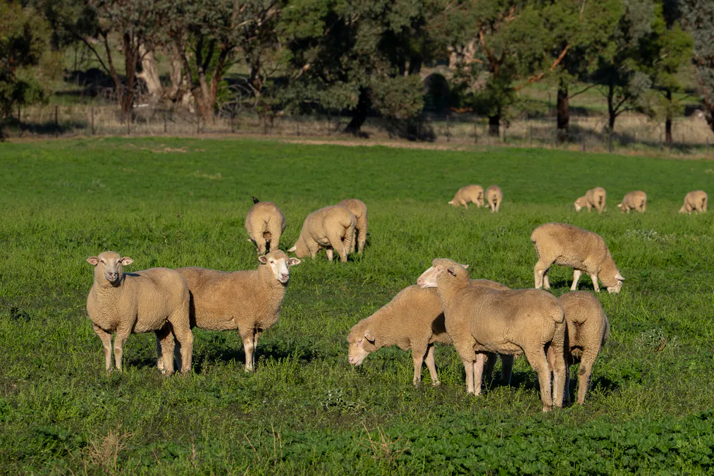 1629 Darby Falls Road, Cowra, NSW, 2794 - Image 7