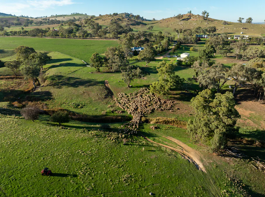 1629 Darby Falls Road, Cowra, NSW, 2794 - Image 8