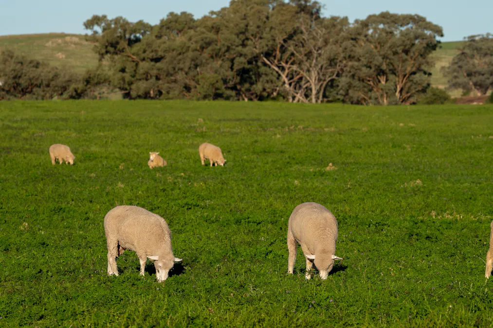 1629 Darby Falls Road, Cowra, NSW, 2794 - Image 11