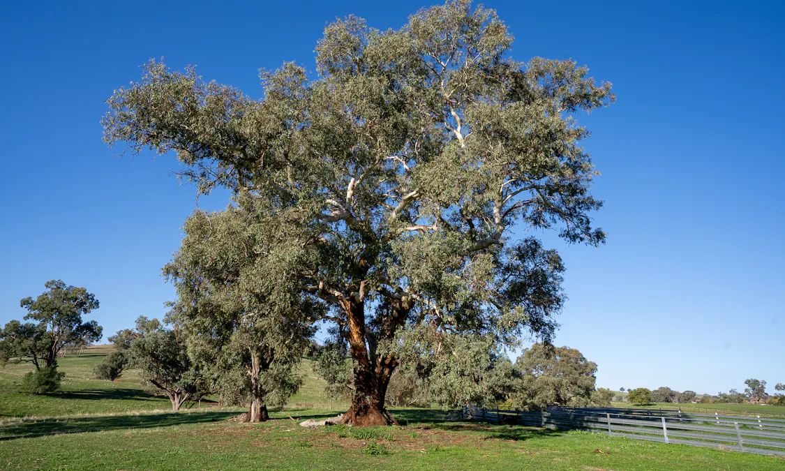 1629 Darby Falls Road, Cowra, NSW, 2794 - Image 15