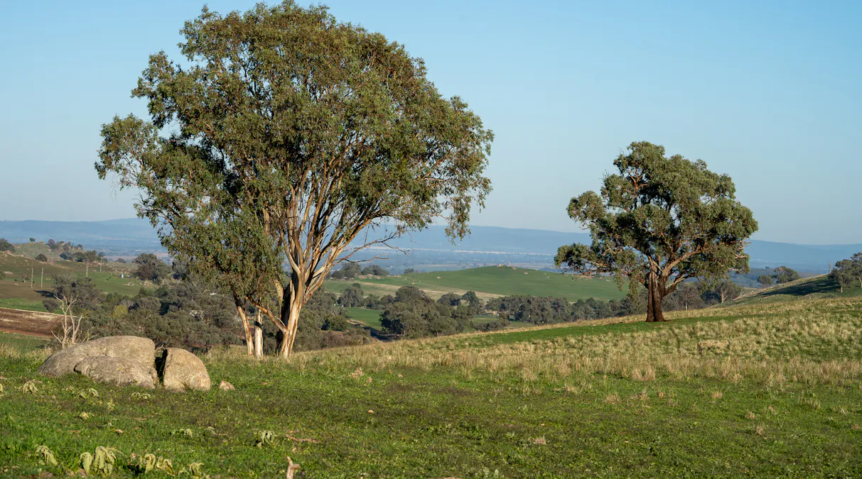 1629 Darby Falls Road, Cowra, NSW, 2794 - Image 16