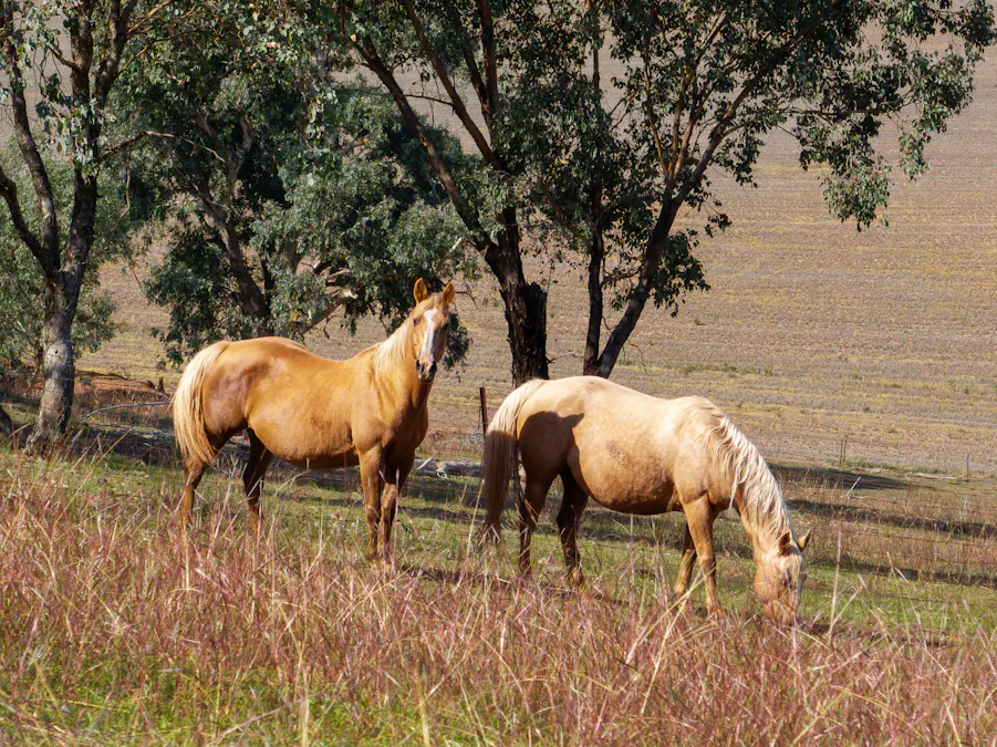 167 Cultowa Lane (Billimari), Canowindra, NSW, 2804 - Image 3