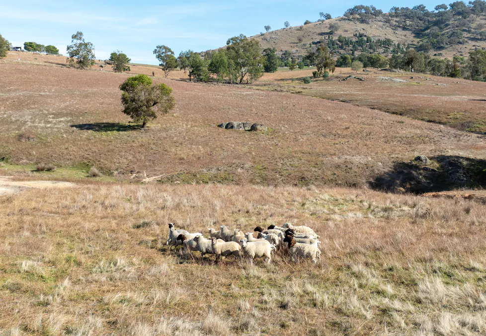 16 Flannery Road, Wyangala, NSW, 2808 - Image 7