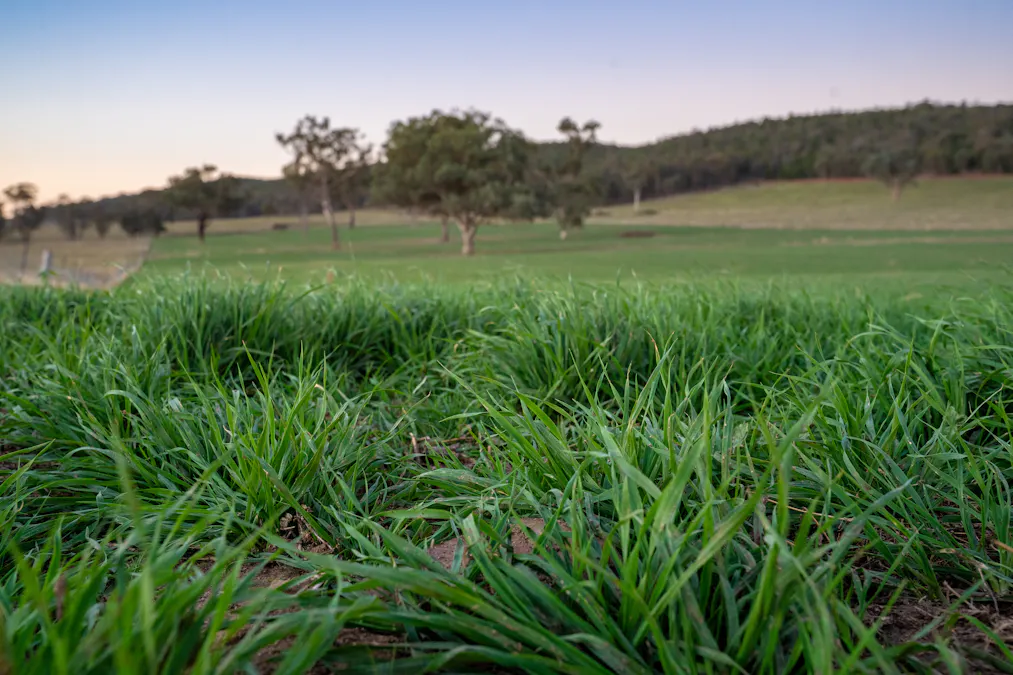 'Tullatoola' 798 Packham Drive, Molong, NSW, 2866 - Image 5