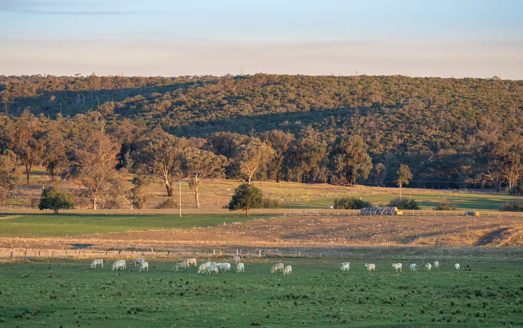 'Tullatoola' 798 Packham Drive, Molong, NSW, 2866 - Image 15