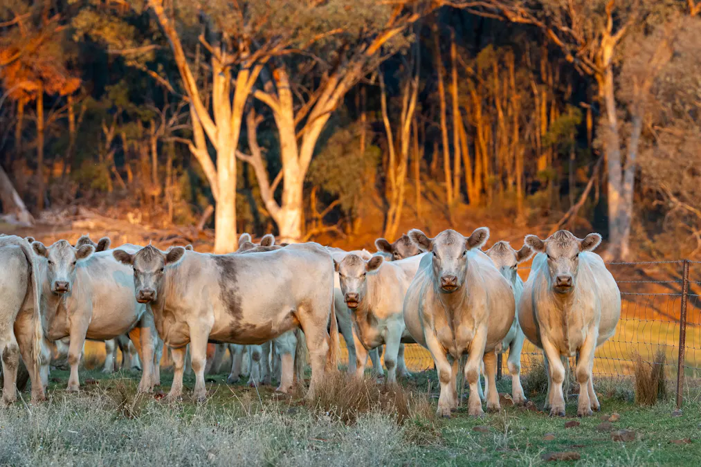 'Tullatoola' 798 Packham Drive, Molong, NSW, 2866 - Image 20