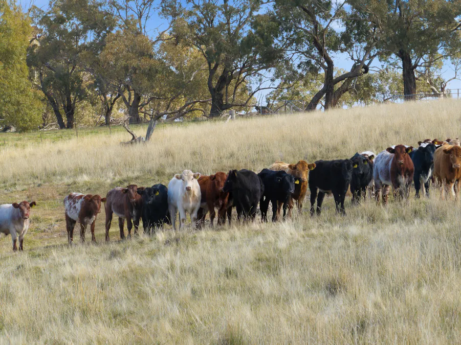 2653 Cargo Road, Cargo, NSW, 2800 - Image 14