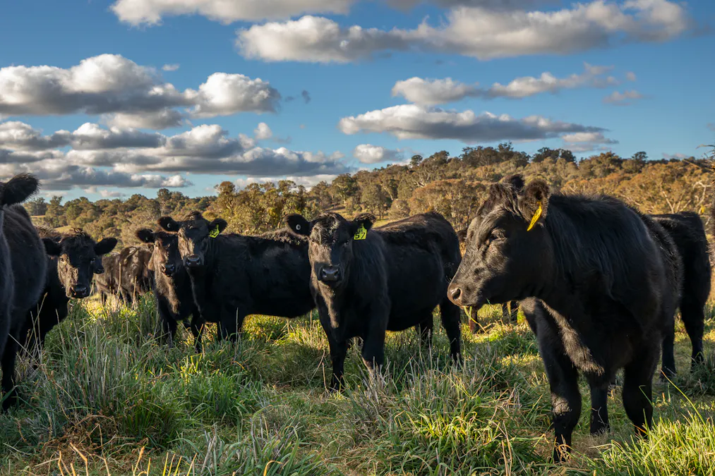 'The Grove' 635 Grove Creek Road, Trunkey Creek, NSW, 2795 - Image 2