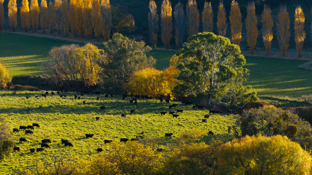 'The Grove' 635 Grove Creek Road, Trunkey Creek, NSW, 2795 - Image 19