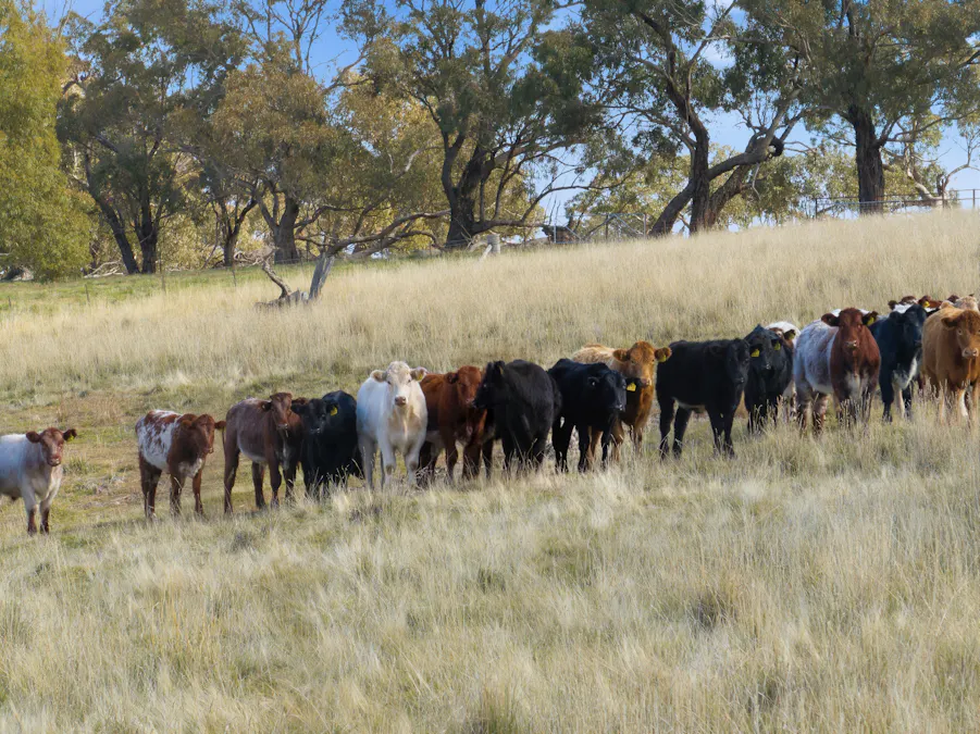 2653 Cargo Road, Cargo, NSW, 2800 - Image 15