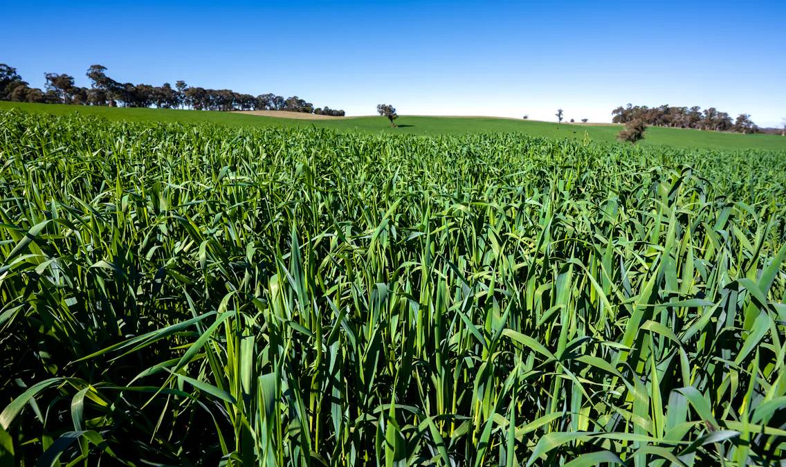 'Blairgowrie' 90 Sunset Hills Road, Neville, NSW, 2799 - Image 2