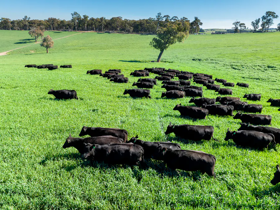 'Blairgowrie' 90 Sunset Hills Road, Neville, NSW, 2799 - Image 23