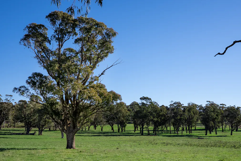 'Blairgowrie' 90 Sunset Hills Road, Neville, NSW, 2799 - Image 24