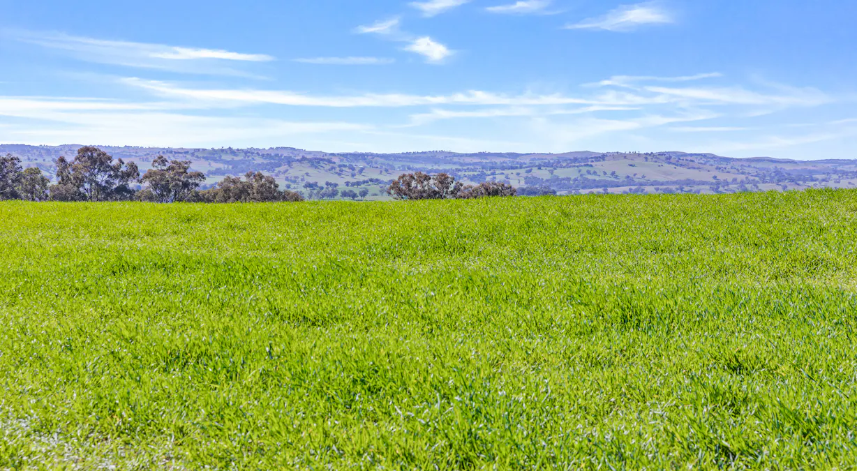 404 Kangaroo Flat Road, Cowra, NSW, 2794 - Image 5