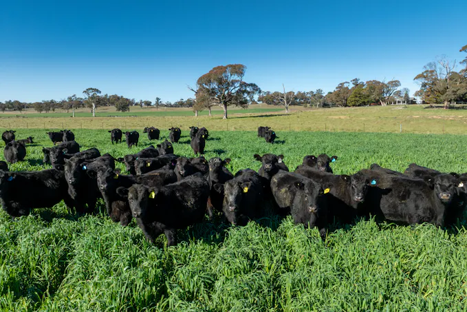 'Blairgowrie' 90 Sunset Hills Road, Neville, NSW, 2799