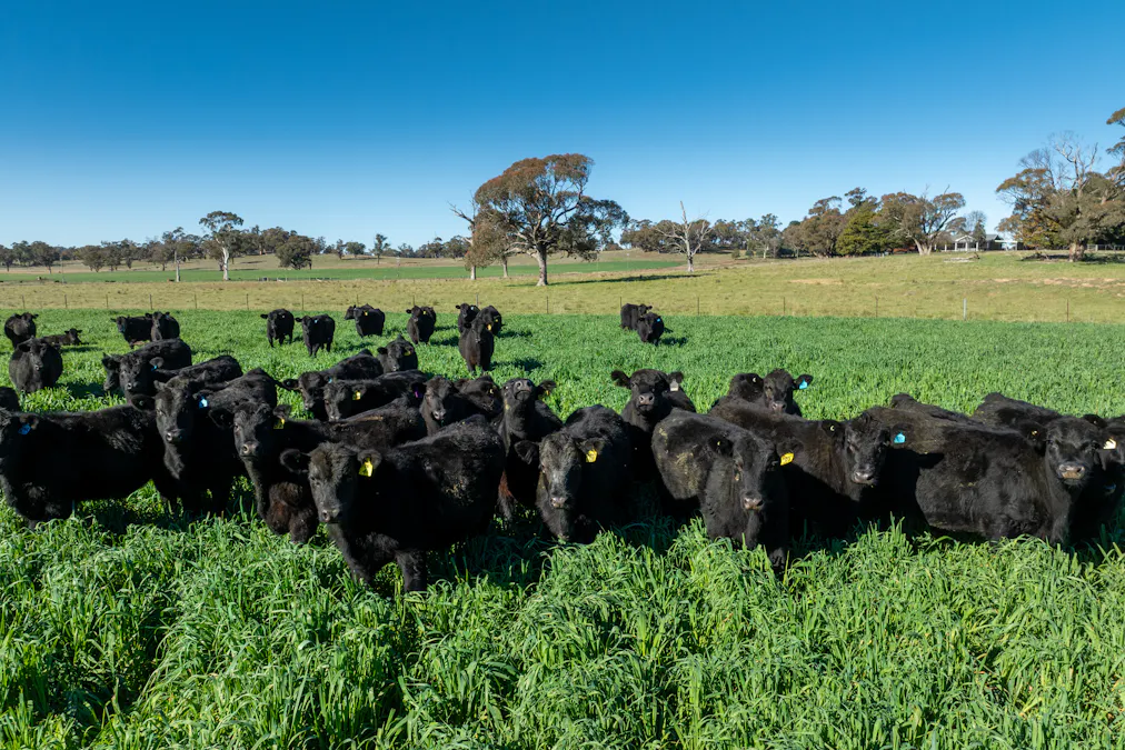 'Blairgowrie' 90 Sunset Hills Road, Neville, NSW, 2799 - Image 13