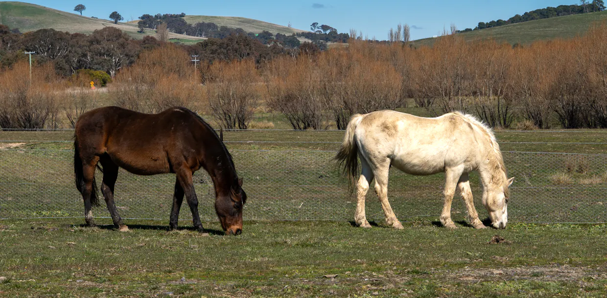 512 Neville Road, Blayney, NSW, 2799 - Image 22