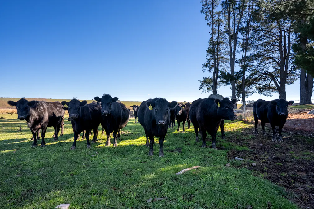 512 Neville Road, Blayney, NSW, 2799 - Image 17
