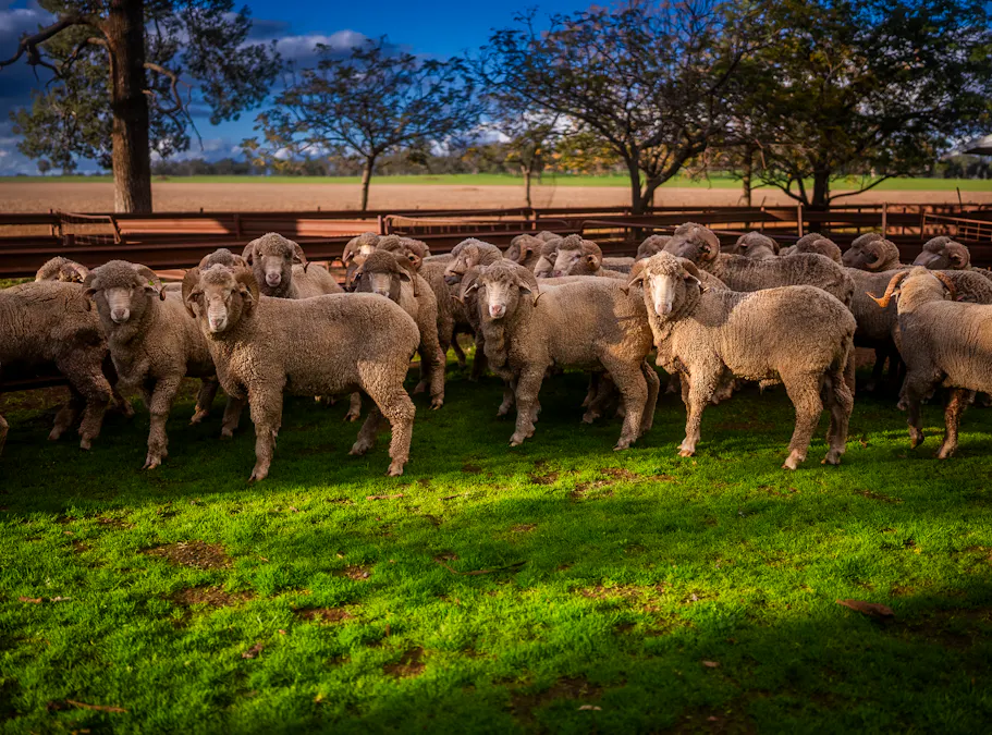 'Rockvale' 3166 Back Trundle Road, Cooks Myalls, NSW, 2870 - Image 2