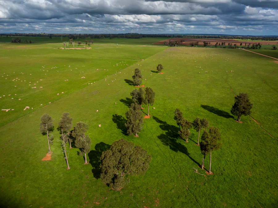 'Rockvale' 3166 Back Trundle Road, Cooks Myalls, NSW, 2870 - Image 3