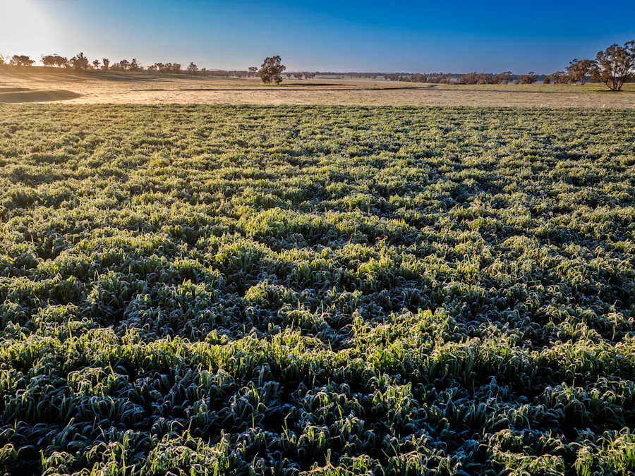'Rockvale' 3166 Back Trundle Road, Cooks Myalls, NSW, 2870 - Image 11