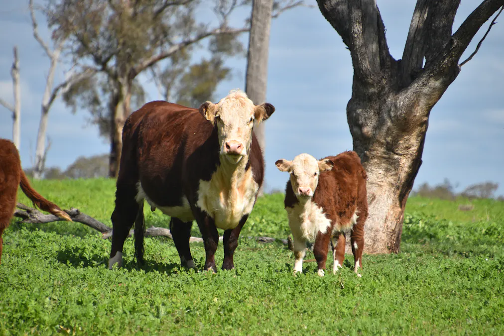 'Rockvale' 3166 Back Trundle Road, Cooks Myalls, NSW, 2870 - Image 15