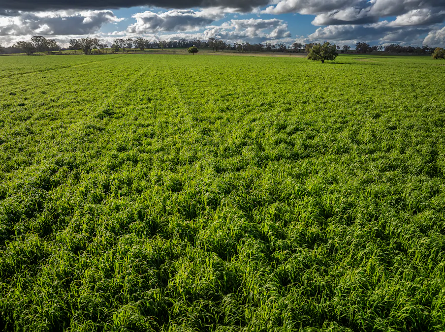 'Rockvale' 3166 Back Trundle Road, Cooks Myalls, NSW, 2870 - Image 22